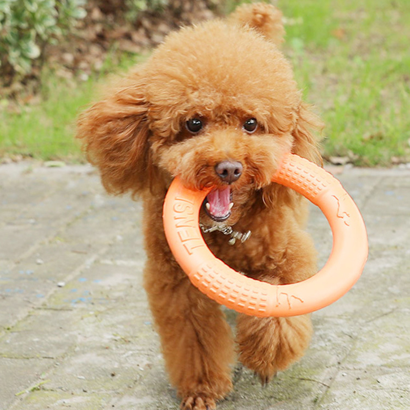 1pc orange Hundes pielzeug Hau – Flying Disc Dog Training Toy Bewertung und Preis