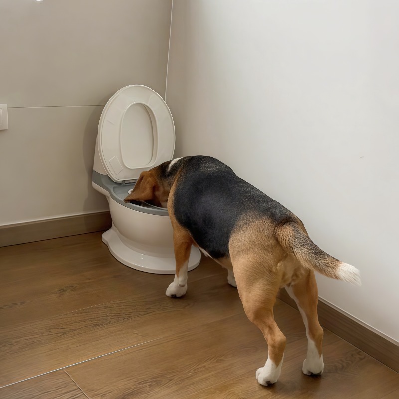 2026 Neuer Lustiger Kreativ Ge – Pet Feeders Bewertung und Preis
