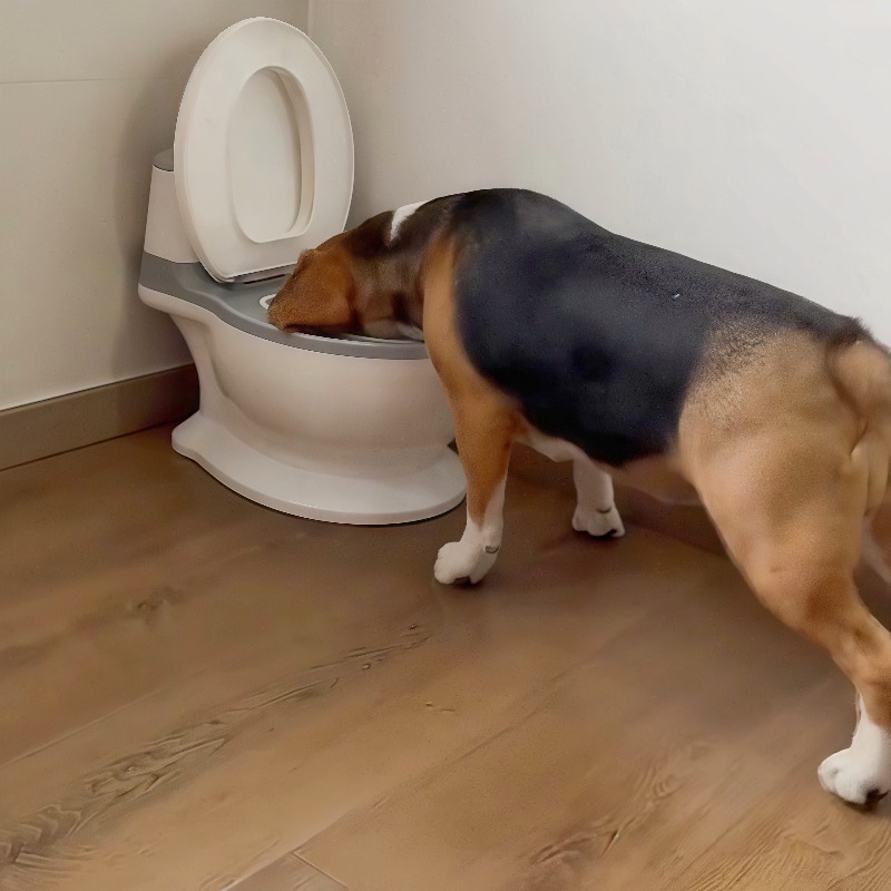 2026 Neuer Lustiger Kreativ Ge – Pet Feeders Bewertung und Preis